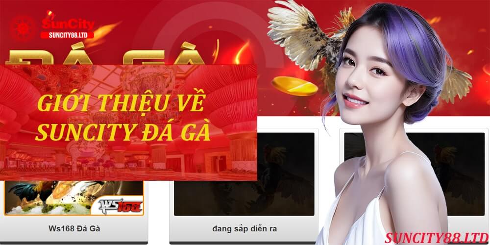 Giới thiệu về Suncity Đá Gà